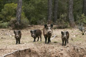 Battue au sanglier exceptionnelle